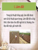 KỸ THUẬT TRỒNG cây NGÔ học viện nông nghiệp viêt nam