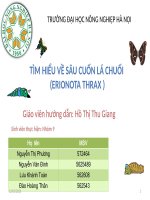 tìm hiểu sâu cuốn là chuối học viện nông nghiệp việt nam