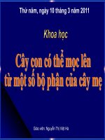 Cây con được sinh ra từ một bộ phận của mẹ