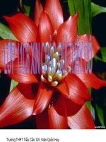 BÀI 42 SINH SẢN HỮU TÍNH Ở THỰC VẬT