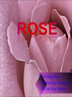 ky thuat trong hoa hong