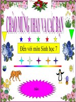 Bài 49: Đa dạng của lớp Thú ( tt) - Bộ Dơi và Bộ Cá Voi