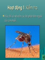 Nhận biết cây cối & động vật TUAN 29