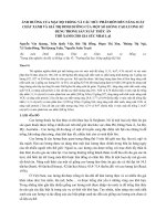 Ảnh hưởng của mật độ trồng và các mức phân bón đến năng suất chất xanh và giá trị dinh dưỡng của một số giống cao lương sử dụng trong sản xuất thức ăn thô xanh cho gia súc nhai lại