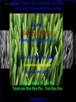 slide tiếng việt lớp 1 -con cá