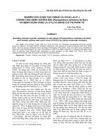 NGHIÊN CỨU CHỌN TẠO GIỐNG CÀ CHUA LAI (F1) CHỐNG CHỊU BỆNH SƯƠNG MAI (Phytophthora infestans de Bari) VÀ BỆNH XOĂN VÀNG LÁ (TYLCV) BẰNG CHỈ THỊ PHÂN TỬ