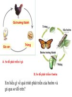 các nhân tố ảnh hưởng đến yếu tố sinh trưởng và phát triển ở động vật