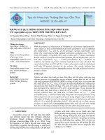 Khảo sát quá trình sinh tổng hợp protease từ Aspergillus oryzae trên môi trường bán rắn