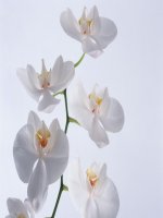 cac yeu to tu su trong van bieu cam