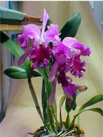 Bài 3. Cấp số cộng