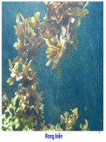 F-Br-I (GV: Nguyễn Thị Nhung)