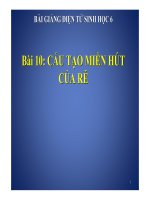 Bài giảng cấu tạo miền hút của rễ sinh học 6