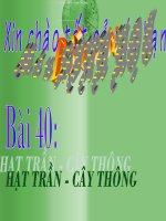 Bài 40: Hạt trần - Cây Thông