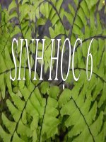 bài 21 : quang hợp