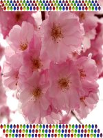 Anh ve xu so hoa Anh Dao - Nhat Ban