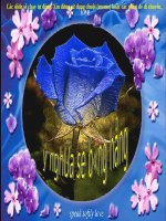 Ý nghĩa số lượng những bông hồng