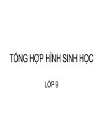 TỔNG HỢP HÌNH SINH 9