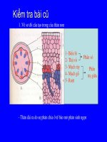 tiết 16. Thân to ra do đâu ?