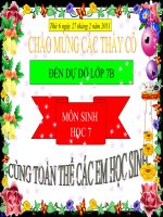 Cây phát sinh giới động vật (chuẩn)