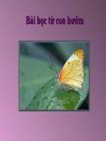 Bài học từ con bướm