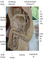 Ôn thi giải phẩu  Đại Học Y Dược