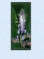 TÀ ÁO DÀI - CÓ NHẠC PHỤ HỌA