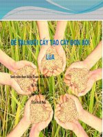 đề tài nuôi cấy tạo cây đơn bội lúa