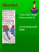 Bài 16Thân to ra do đâu?