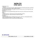 Giao an KPKH Cay lua