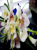 Bo hinh nen cac loai hoa tuyet dep