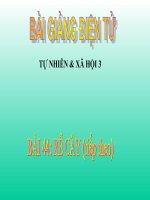 BÀI 44 RỄ CÂY (tiếp theo)