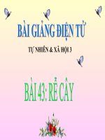 BÀI 43 RỄ CÂY