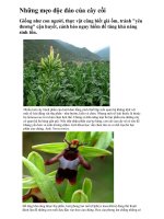 Những mẹo độc đáo của cây cối