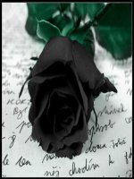 Bộ sưu tập hoa hồng đen bí ẩn