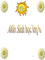 Bài 50. Vi khuẩn - Sinh học 6