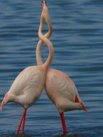 Bài sinh sản hữu tính ở động vật