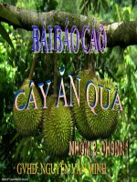 cay an trai