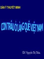 Thuye minh ve con trau