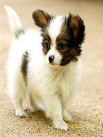 Hình ảnh hỗ trợ Tập làm văn