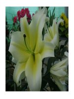 Cảnh đẹp Đà Lạt