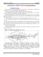 giáo trình Động vật có xương sống