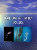 Ngành Động Vật Thân Mề Molusca