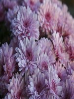 PHÉP NHÂN TOÁN LỚP 5 TUẦN 31