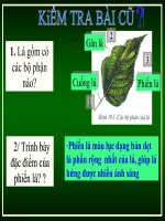 Bài 23: Cây có hô hấp không ?