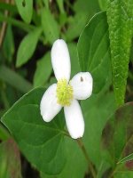 SỰ ĐIỀU HÒA HOẠT ĐỘNG CỦA CÁC TUYẾN NỘI TIẾT