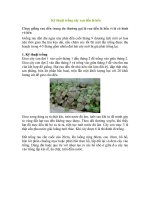 Kỹ thuật trồng cây rau dền lá hến