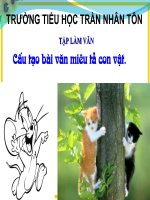 CAU TAO BAI VAN MT CON VAT