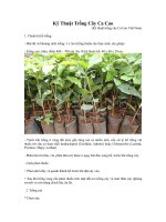 Kỹ Thuật Trồng Cây Ca Cao