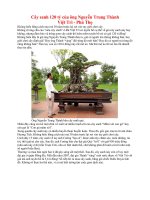 Cây sanh 120 tỷ của ông Nguyễn Trung Thành