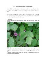 Kỹ thuật nhân giống cây sắn dây